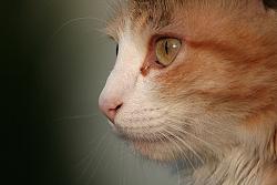 Portrait jeune chatte