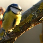 Mésange bleue (4)