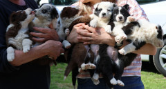 Upsee chiot au milieu de ses frères et sœurs