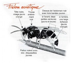 frelon asiatique (Source inconnue sur le net)
