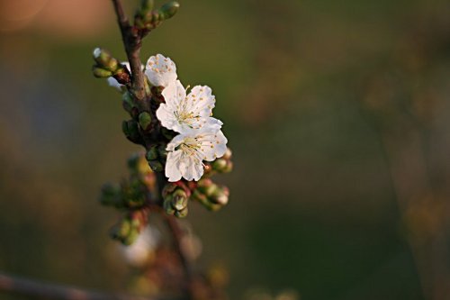 Premières fleurs de cerisiers 2012