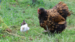 Poule de race Orpington