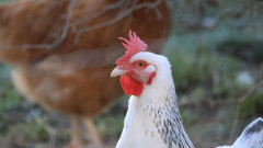 Poule blanche de race sussex