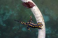 Salamandre dans une piscine du Tarn Et Garonne