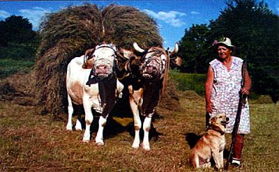 Renée avec ses deux vaches et son toutou