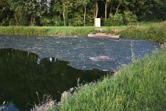 Le premier bassin du vieux lagunage, Saint-Etienne-De-Tulmont 